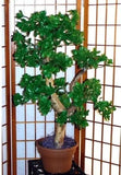 32 inch Artificial PVC Jade Plant Custom Made on Natural Wood