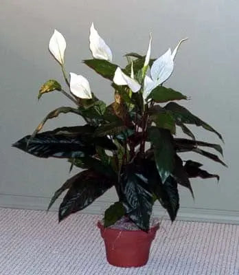 36 inch Artificial Silk Peace Lily Plant with Flowers Silk Plants Canada
