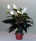 36 inch Artificial Silk Peace Lily Plant with Flowers Silk Plants Canada