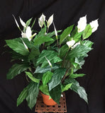 36 inch Artificial Silk Peace Lily Plant with Flowers x 2ppp