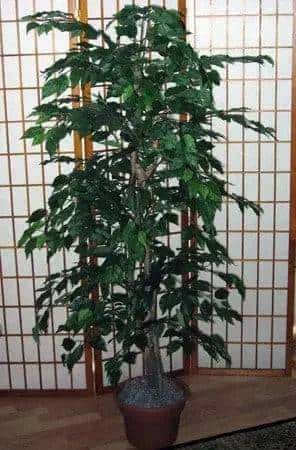4 Foot Artificial Silk Fig Bush on Natural Wood with Green Leaves Silk Plants Canada