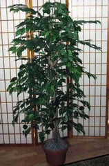 4 Foot Artificial Silk Fig Bush on Natural Wood with Green Leaves Silk Plants Canada