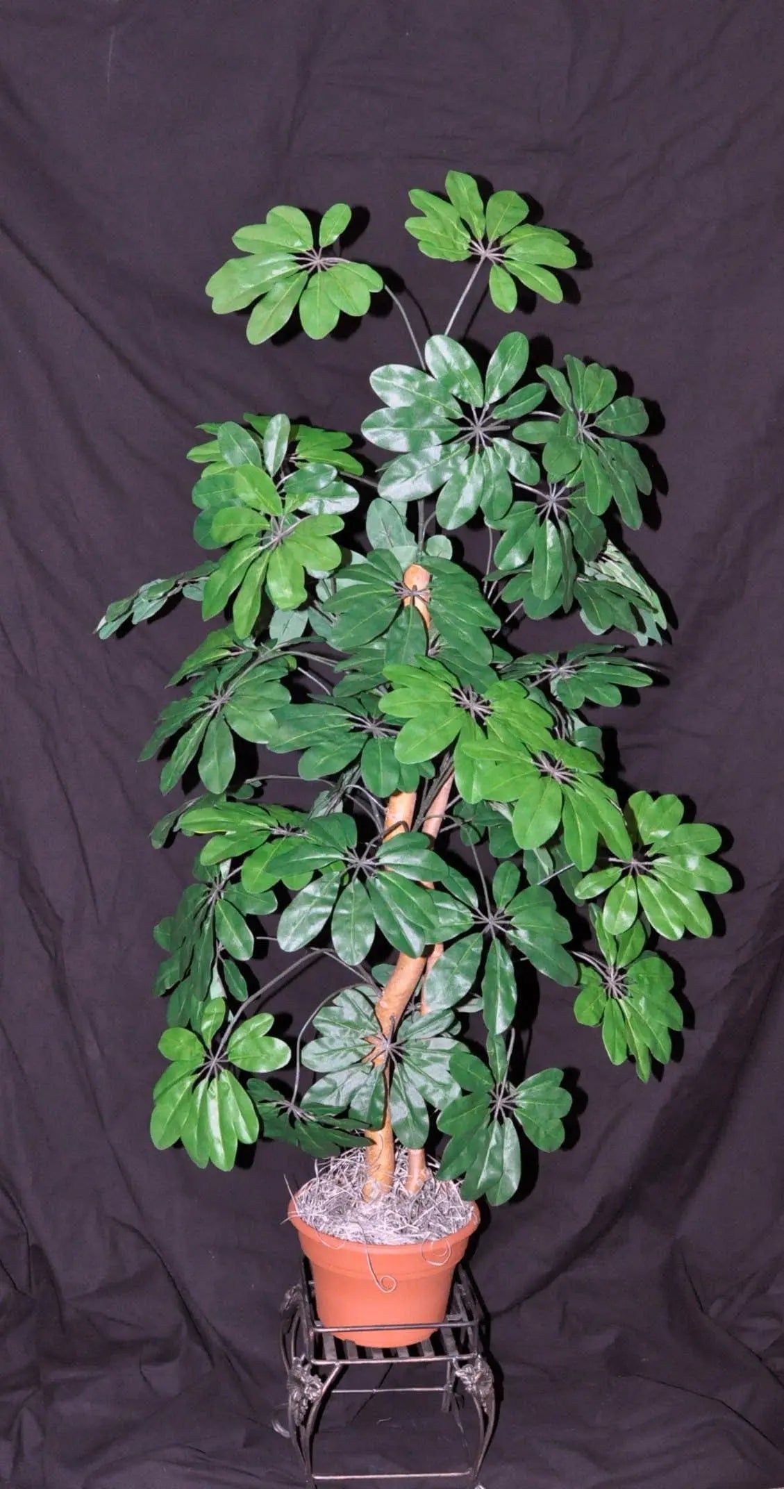4 Foot Artificial Silk Hawaiian Arbicola Tree  on Natural Wood Silk Plants Canada