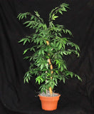 40 inch Artificial Silk Japanese Maple Tree-Marijuana Tree Silk Plants Canada
