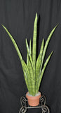 41 inch Artificial PVC Snake Plant x 3 plant per pot Silk Plants Canada