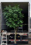 5 Foot Artificial Silk Birch Tree  on Natural Wood Silk Plants Canada