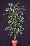 5 Foot Artificial Silk Ficus Bush on Natural Wood w Green Leaves