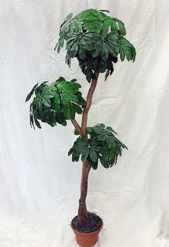 5 Foot Artificial Silk Hawaiian Arbicola Topiary Tree on Custom Made on Natural Wood Silk Plants Canada