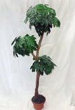 5 Foot Artificial Silk Hawaiian Arbicola Topiary on Custom Made on Natural Wood