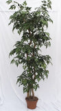 5 Foot Artificial Silk Ming Aralia Tree Custom Made on Natural Wood