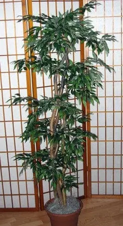 5 Foot Artificial Silk Ruscus Tree  on Natural Wood Silk Plants Canada