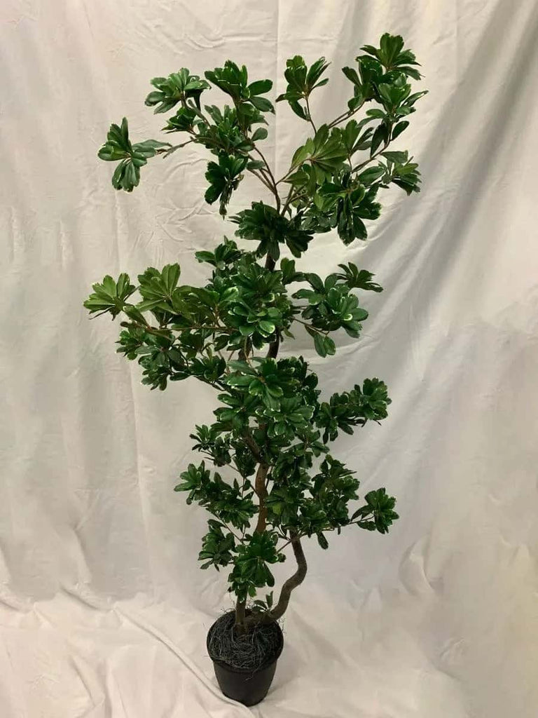 58 inch Artificial Silk Variegated Pittosporum Tree on Natural Wood