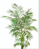 6 Foot Artificial Silk Areca Palm Tree