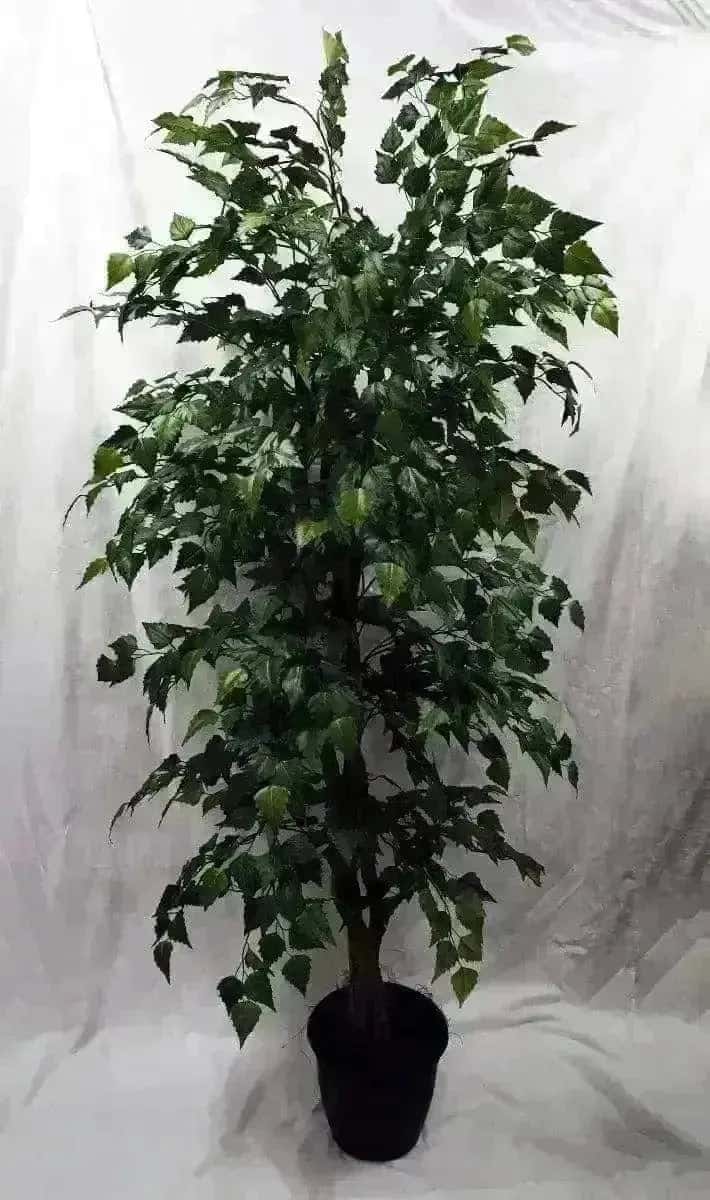 6 Foot Artificial Silk Birch Tree Custom Made on Natural Wood