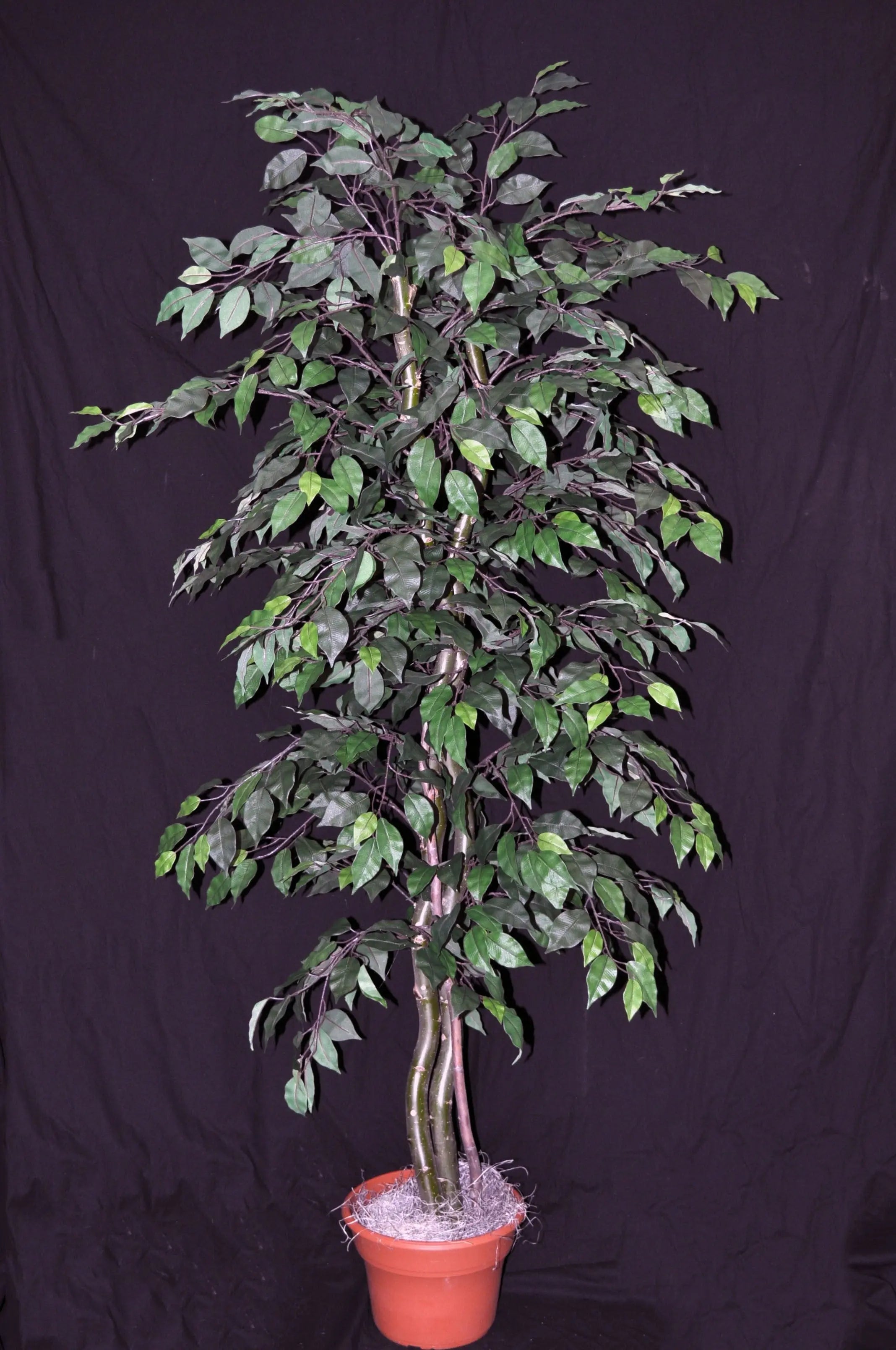 6 Foot Artificial Silk Fig Bush on Wood with Green Leaves Silk Plants Canada