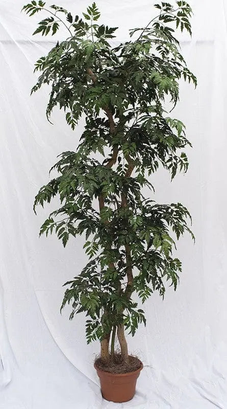 6 Foot Artificial Silk Ming Aralia Tree  on Natural Wood Silk Plants Canada