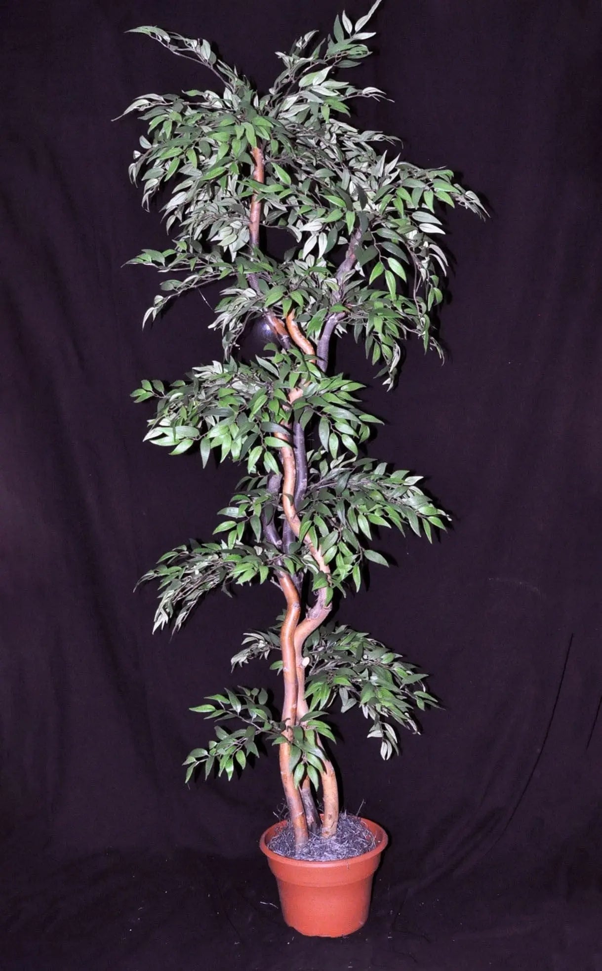 6 Foot Ruscus Artificial Silk Tree on Natural Wood Silk Plants Canada
