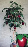 64 inch Artificial Silk Apple Tree with Apples  on Natural Wood Silk Plants Canada