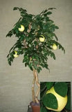 64 inch Artificial Silk Pear Tree w Pears Custom Made on Natural Wood