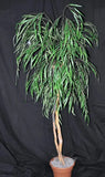 65 inch Artificial Silk Weeping Willow Tree  on Natural Wood Silk Plants Canada