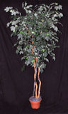 7 Foot Artificial Silk Canadian Maple Tree on Natural Wood Silk Plants Canada