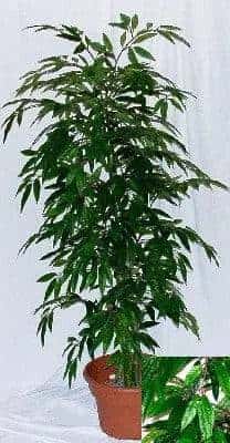 7 Foot Artificial Silk Peach Tree Custom Made on Natural Wood Silk Plants Canada