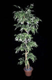 7 Foot Artificial Silk Ruscus Tree Custom Made on Natural Wood