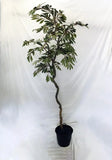 70 inch Artificial Silk Olive Tree w Black and Green Olives Custom Made on Natural Wood Silk Plants Canada