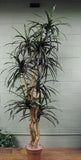 8 Foot Artificial Silk Dragon Tree  on Natural Wood Silk Plants Canada