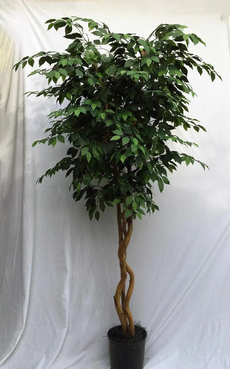 8 Foot Artificial Silk Ficus Tree on Natural Wood with Green Leaves Silk Plants Canada
