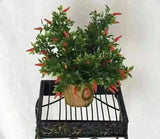 Artificial PVC Mini Chili Red and Orange Pepper Bush Plant - Silk Plants Canada 