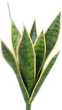 Artificial PVC Snake Plant x 9 Variegated | Silk Plants Canada