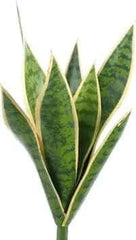 Artificial PVC Snake Plant x 9 Variegated - Silk Plants Canada 