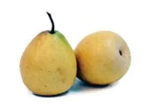 Artificial Pear Fruit in Yellow Silk Plants Canada