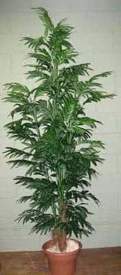 Artificial Silk Neanthe Bella Palm Tree Deluxe Silk Plants Canada