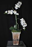 Artificial Silk Phalaenopsis Orchid White in Wood Container Silk Plants Canada