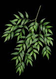 Artificial Silk Ruscus Branch Silk Plants Canada
